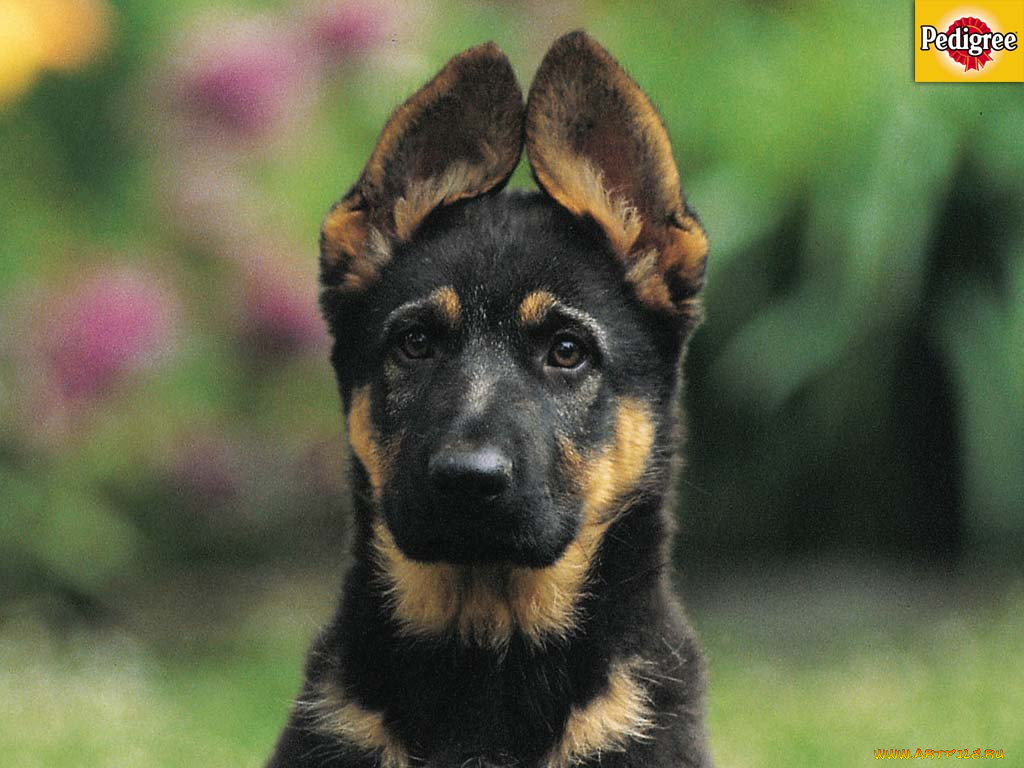 , pedigree